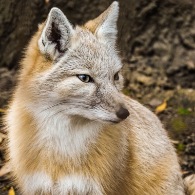 Steppevos - De Zonnegloed - Dierenpark - Dieren opvangcentrum - Sanctuary